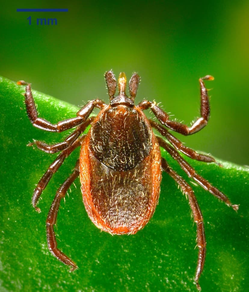 جنس ایکسودس