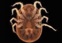 جنس اورنیتودوروس