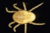 جنس اتوبیوس