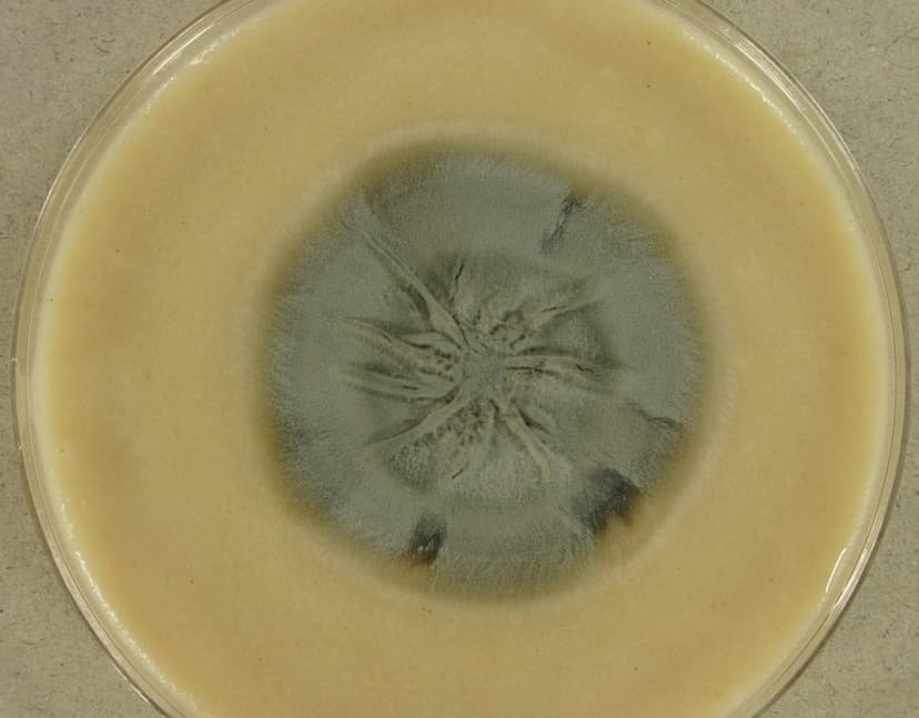 اوئیدیودندرون