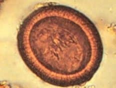 تنیا ساژیناتا