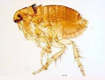 کتنوسفالیدس فلیس