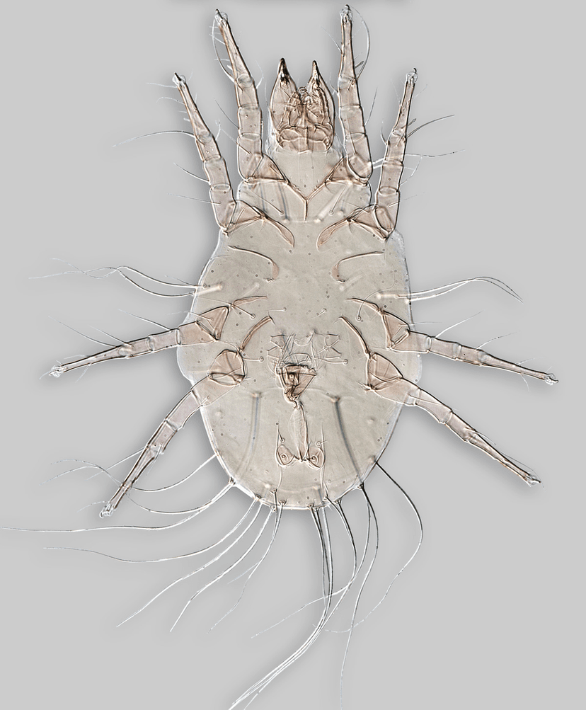 جنس تیروفاگوس