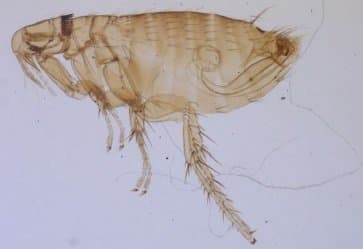 نوزوپسیلوس فاسیاتوس