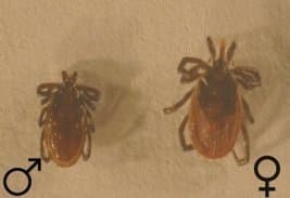 جنس ایکسودس