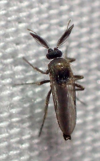 فورسیپومیا