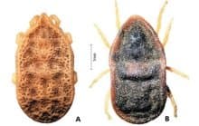 جنس اورنیتودوروس