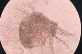 جنس درماتوفاگوئیدس (اروپایی)