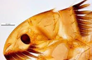 کتنوسفالیدس فلیس