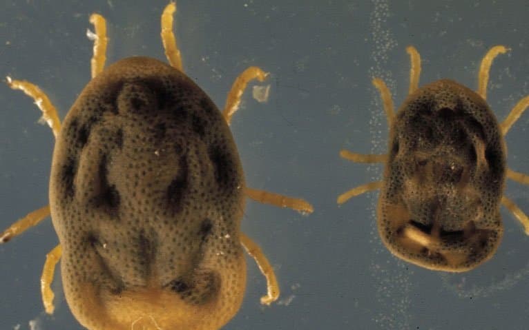 جنس اتوبیوس