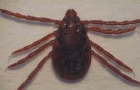 جنس ریپیسفالوس