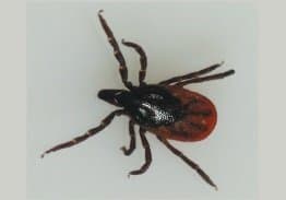 جنس ایکسودس