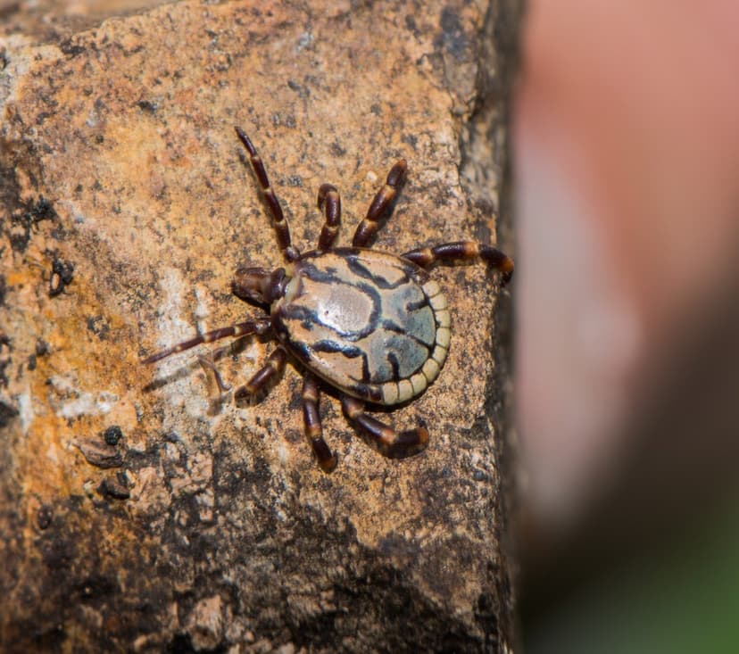 جنس آمبلیوما