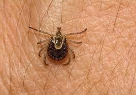 جنس آمبلیوما