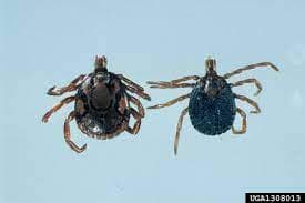 جنس آمبلیوما