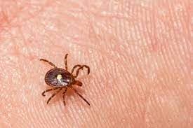 جنس آمبلیوما