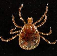 جنس آمبلیوما