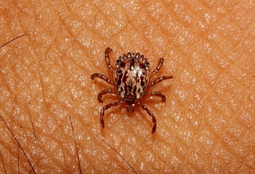 جنس آمبلیوما