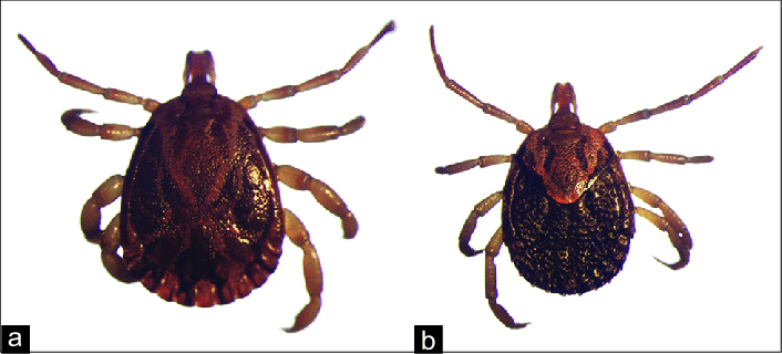 جنس آمبلیوما