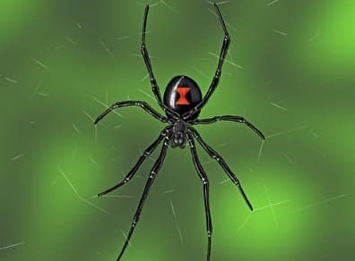 عنکبوت بیوه سیاه