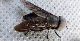 تابانیده(مگس اسب و گوزن)