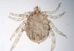 جنس بوئوفیلوس