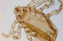 جنس بوئوفیلوس