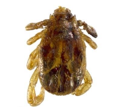 جنس بوئوفیلوس