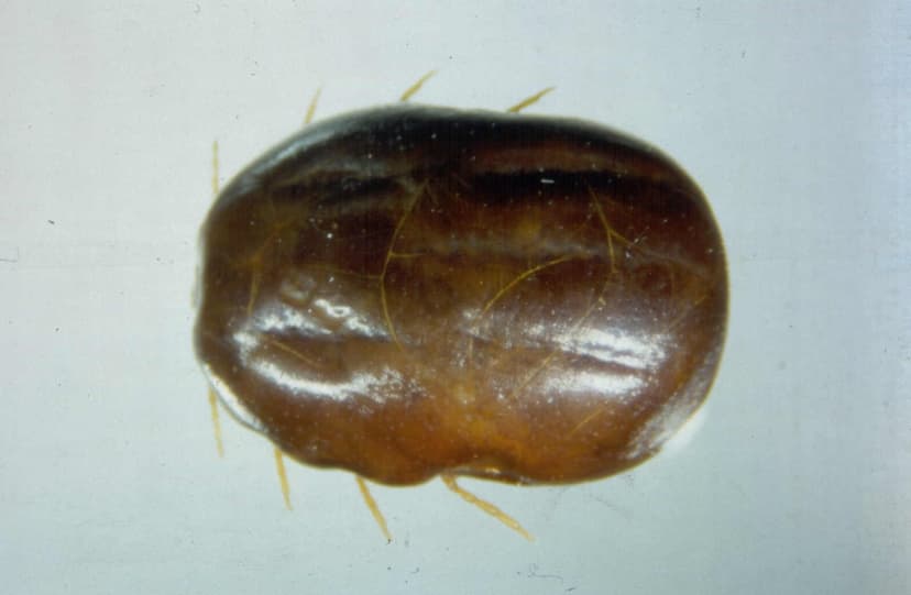 جنس بوئوفیلوس