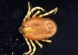 جنس بوئوفیلوس