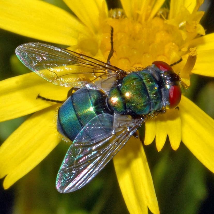 کالیفوریده-کرایزومیا