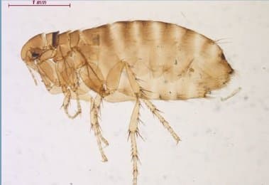 سراتوفیلوس