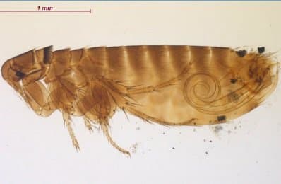 سراتوفیلوس