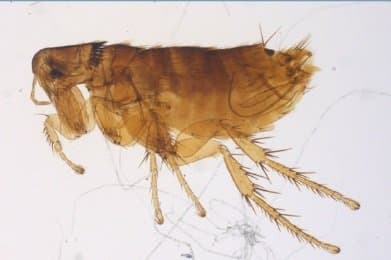 سراتوفیلوس