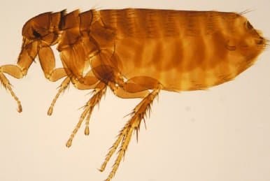 سراتوفیلوس