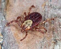 جنس درماسنتور