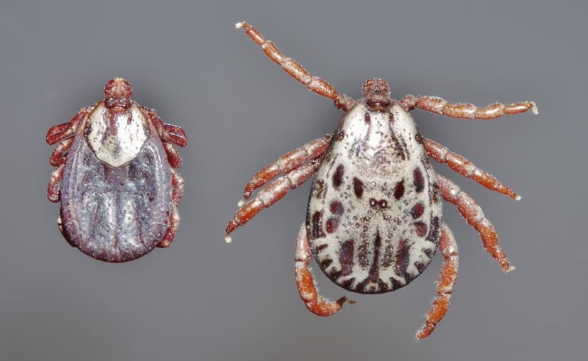 جنس درماسنتور