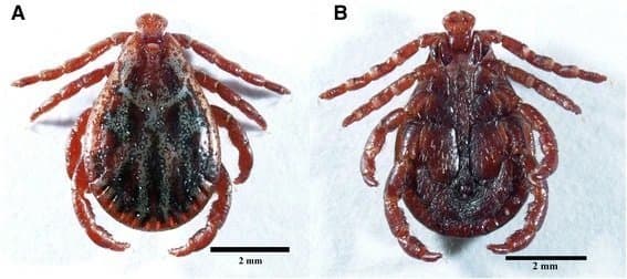جنس درماسنتور