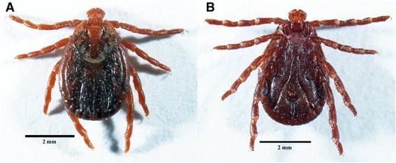 جنس درماسنتور