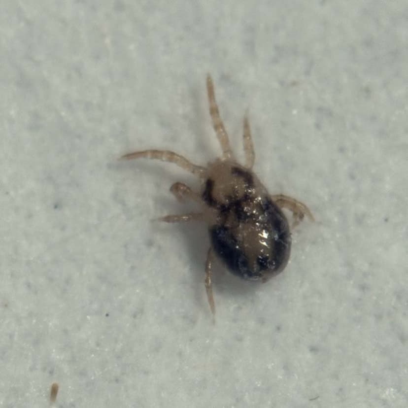 جنس درمانیسوس