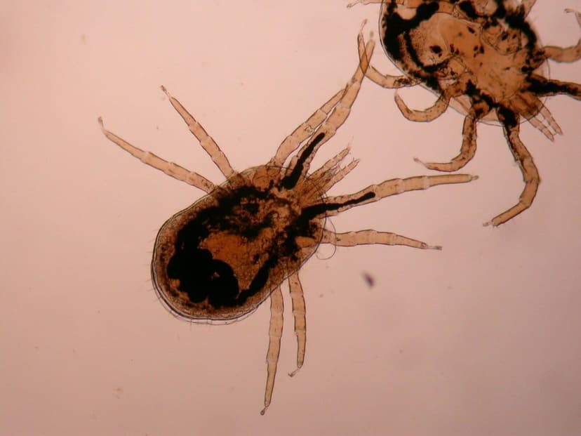 جنس درمانیسوس