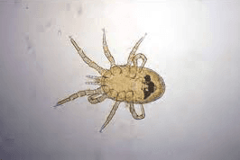 جنس درمانیسوس