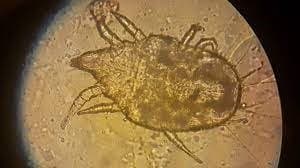 جنس درماتوفاگوئیدس (آمریکایی)