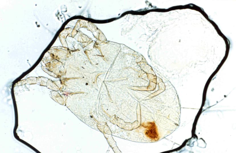 جنس درماتوفاگوئیدس (اروپایی)