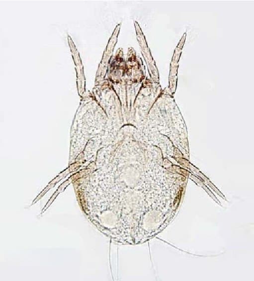 جنس درماتوفاگوئیدس (آمریکایی)