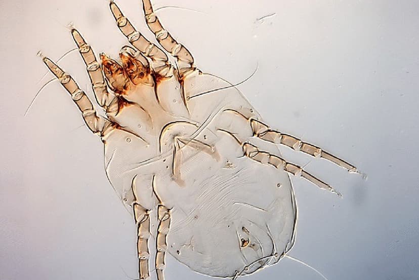 جنس درماتوفاگوئیدس (اروپایی)