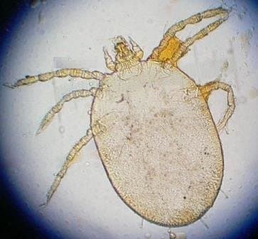 جنس اوترومبیکولا