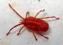 جنس اوترومبیکولا