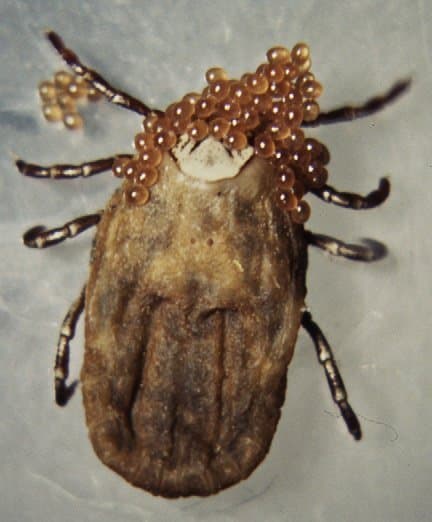 جنس درماسنتور