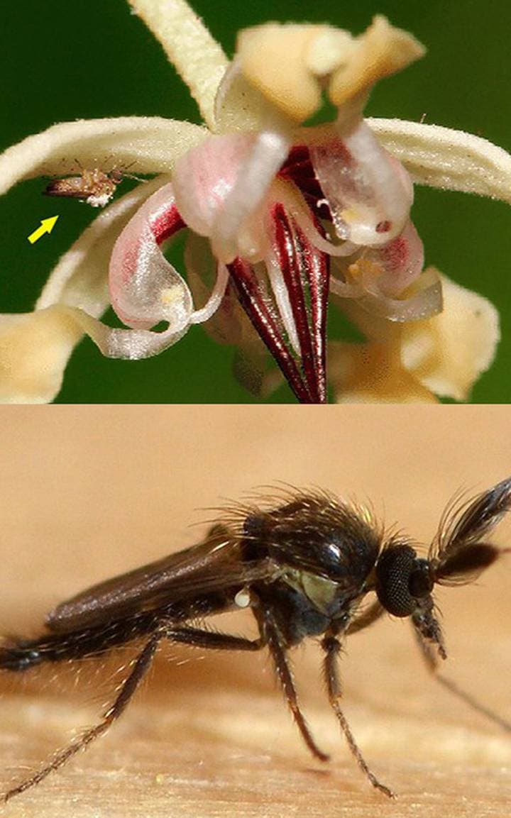 فورسیپومیا